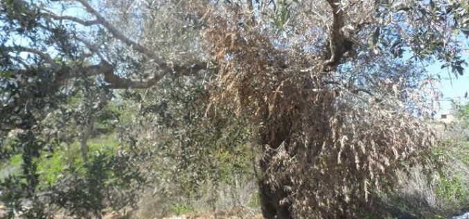 Damage of 55 olive trees after being intoxicated
