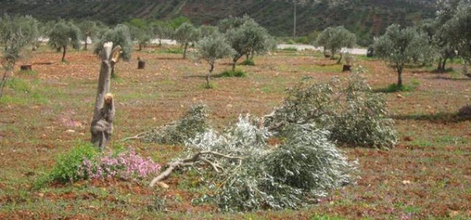 Colonists of Yitzhar damage 34 olive trees in Huwara