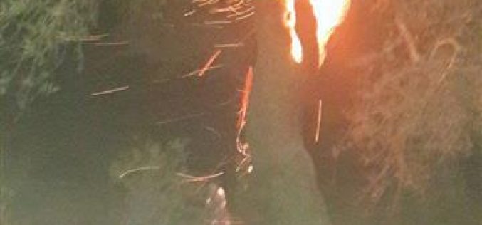 Roman olive trees torched in Quryut