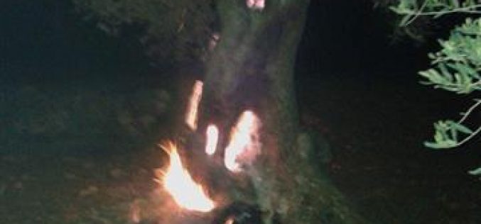 حرق أشجار زيتون رومية في قرية قريوت