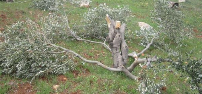 Destroying olive trees in Mukhmas in Mukhmas village- Jerusalem governorate