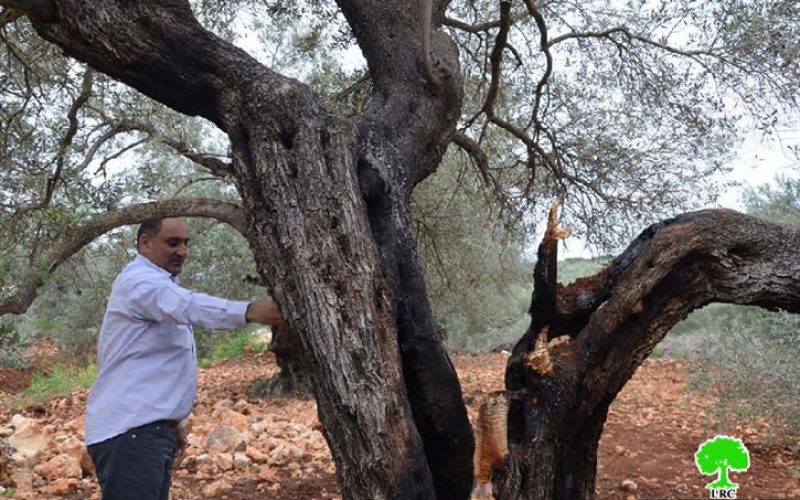 حرق 14 شجرة معمرة من أراضي قرية جينصافوط