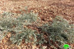 80 olive seedlings cut off by colonists in Kfar Qdoum