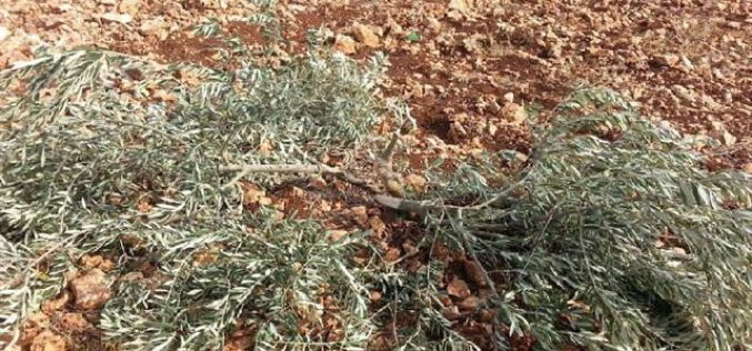 80 olive seedlings cut off by colonists in Kfar Qdoum