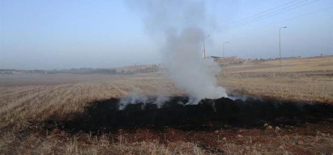 مستعمرون يحرقون محصول قمح في خربة قواويس شرق يطا