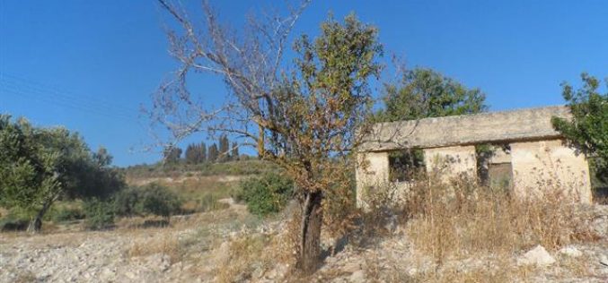 A field torched  and trees burn down in al-Naqura village – Nablus governorate