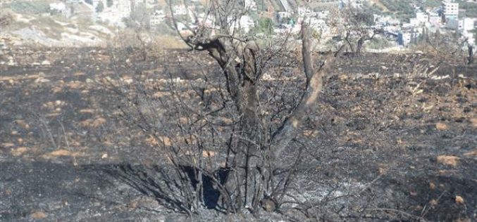 Setting Fire to Scores of Olive Trees in Huwara