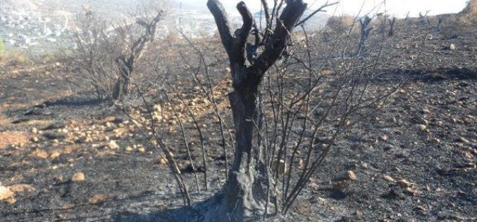 مستعمرو ” يتسهار” يحرقون العشرات من أشجار الزيتون في بلدة حوارة