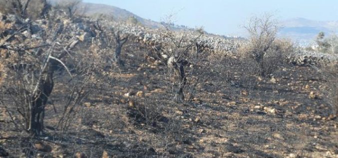 إحراق العشرات من أشجار الزيتون في قرية عينابوس جنوب نابلس