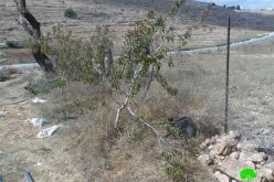 المستعمرون يقطعون 40 شجرة مثمرة في قرية دير نظام