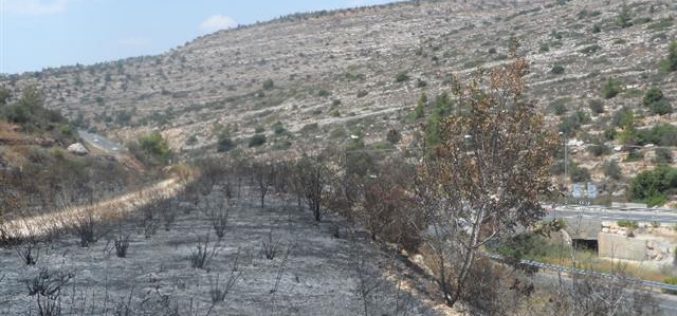 إحراق 30 شجرة زيتون معمرة بشكل كلي في قرية دير ابزيع / محافظة رام الله