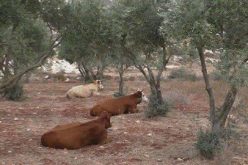 مستعمرو ” ايتمار” يطلقون أبقارهم في حقول زيتون بلدة عقربا … رغم أنها منطقة مصنفة “ب”