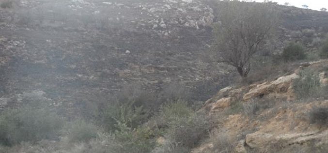 Yitzhar colonists set fire to 130 olive trees in Huwara