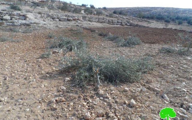 الانتهاكات الإسرائيلية الاستعمارية على الزيتون الفلسطيني خلال موسم القطاف (5/10 – 30/11/2014)