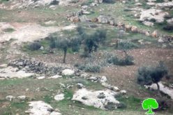 مستعمرون يعتدون على 33 شجرة في خربة قواويس شرق يطا بمحافظة الخليل