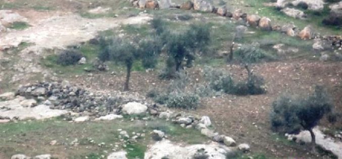 مستعمرون يعتدون على 33 شجرة في خربة قواويس شرق يطا بمحافظة الخليل