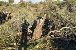 Uprooting 36 fruitful olive trees in Yasuf