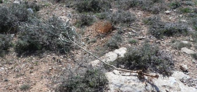 Colonist uproot 70 olive saplings in Hebron