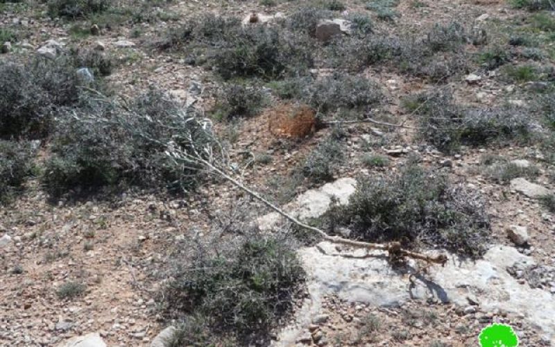 Colonist uproot 70 olive saplings in Hebron