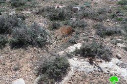 مستعمرون يقتلعون 70 شتلة زيتون في القانوب شرق بلدة سعير / محافظة الخليل