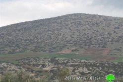 إخطار قطعة ارض بالإخلاء  مزروعة بـ 210 غراس زيتون في قرية التياسير