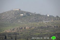 Givat Ronen colonists sabotage 35 olive trees in Nablus