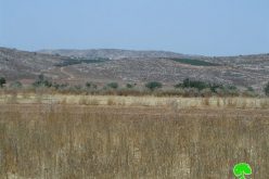 Adi Ad colonists destroy150 olive saplings in the Ramallah village of Turmusayya