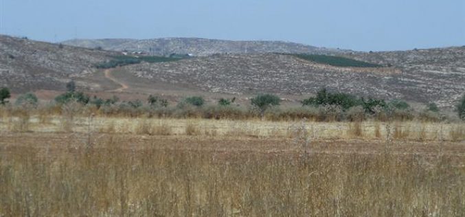 Adi Ad colonists destroy150 olive saplings in the Ramallah village of Turmusayya