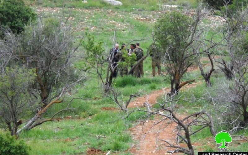 Within the vicious attack on Palestinian olive trees, Israeli Colonists uproot 1200 olive and almond seedlings from the lands of al-Shuyukh village