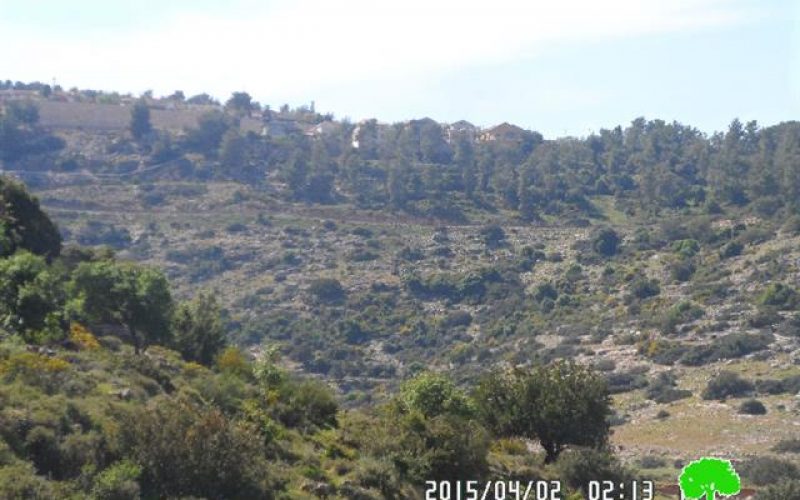 The Israeli occupation uproots more than 100 olive saplings in Salfit governorate