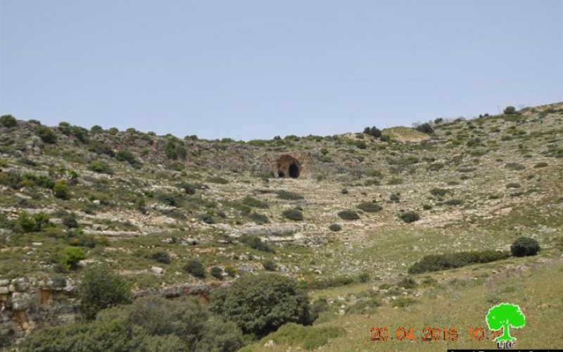 Uprooting and looting 520 olive saplings in the Salfit village of Deir Istiya