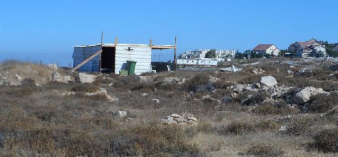 Colonists’ attack on an agricultural land in the Hebron village of Halhul