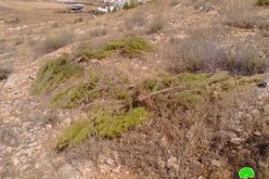 The Israeli occupation destroys a natural reserve in Tubas