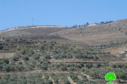 Yizhar colonists torch 15 olive trees in the Nablus village of Burin