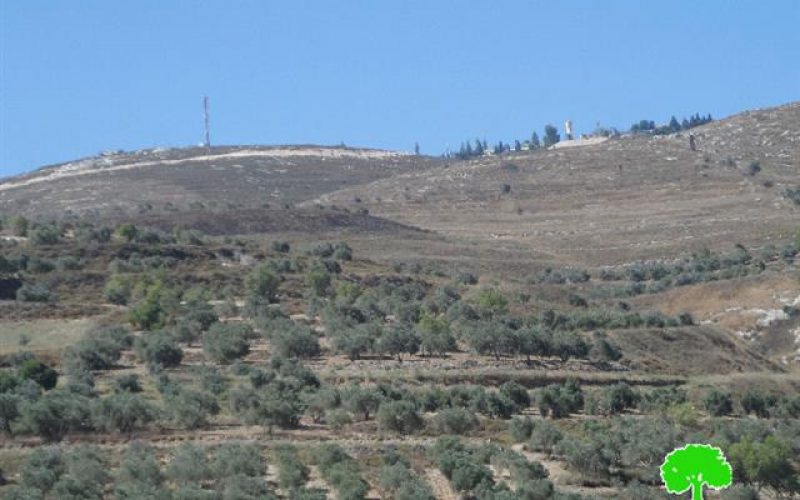 Yizhar colonists torch 15 olive trees in the Nablus village of Burin