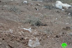 تجريف أراضي واقتلاع أشجار زيتون ومصادرتها في بلدة بيت أولا / محافظة الخليل