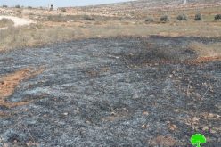 إحراق حقول للشعير وأشجار زيتون معمرة في الريف الجنوبي من مدينة نابلس