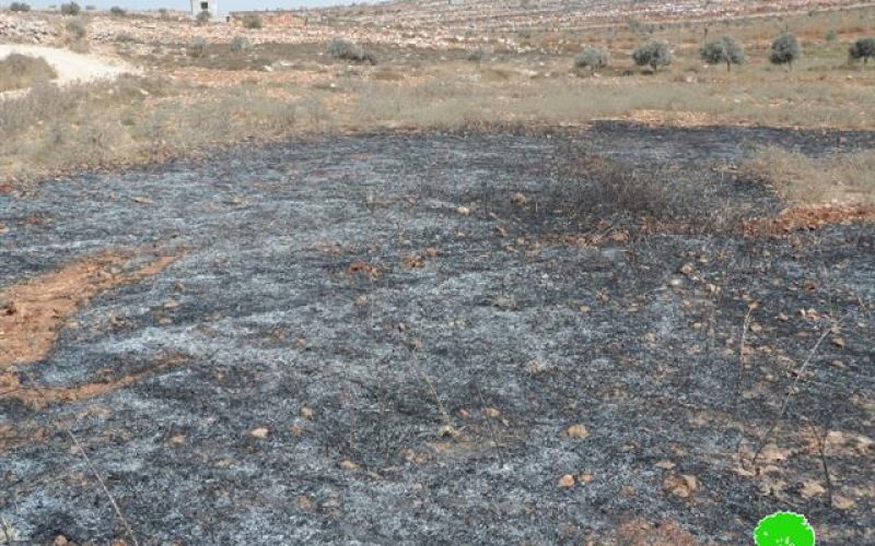 Torching barley fields and olive trees in Nablus