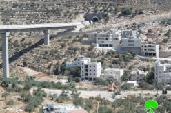 The Israeli occupation army ravages and uproots olive trees in Bethlehem governorate