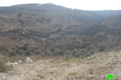 Colonists escalate attacks on Nablus agricultural lands