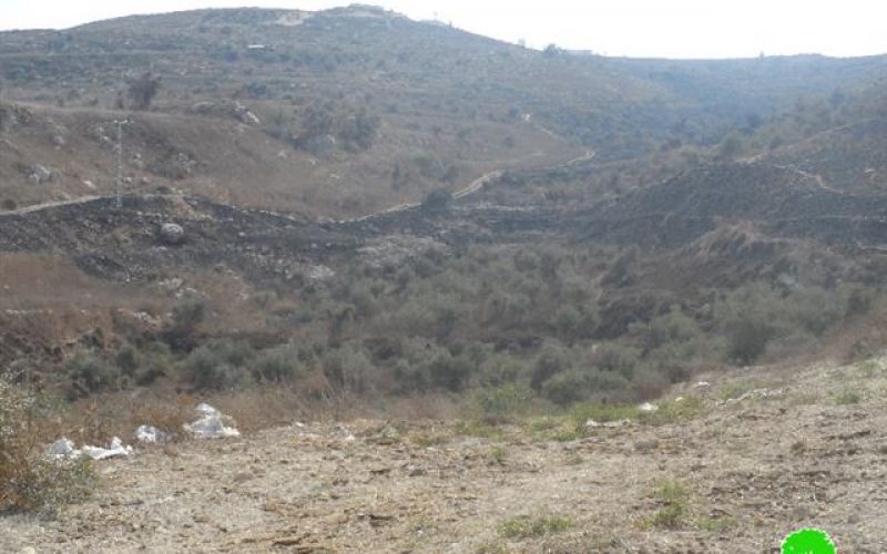 Colonists escalate attacks on Nablus agricultural lands