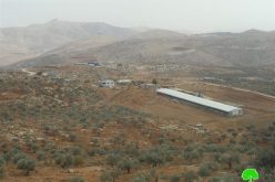 Itamar colonists ban residents of Al-Yanun village from picking olives