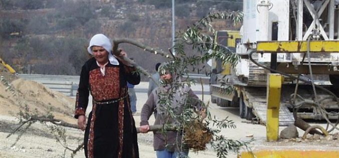 “Fraught with Blood & Violence”
The Olive Harvest Season in Palestine 2015