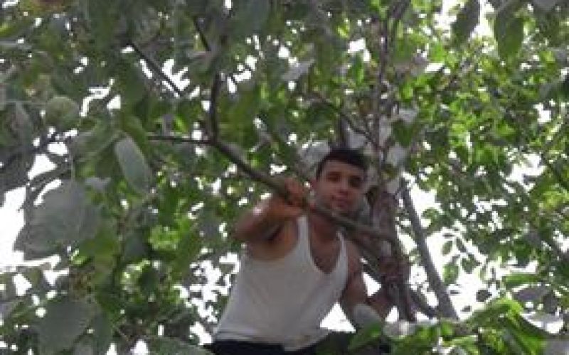 The Israeli Occupation Forces sweep a plot and uproot trees in Al-Arrub camp