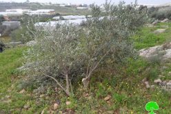 The occupation forces uproot 50 olive trees in Tulkarm governorate