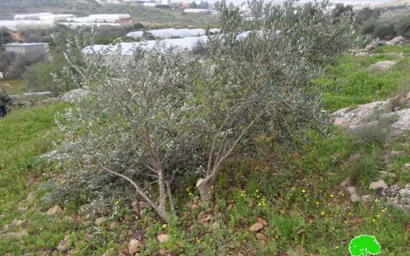 The occupation forces uproot 50 olive trees in Tulkarm governorate