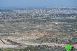 Israeli Occupation Forces steal 150 citrus seedling in Jayyous village