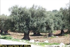 Israeli Aggression Against Palestinian Agriculture