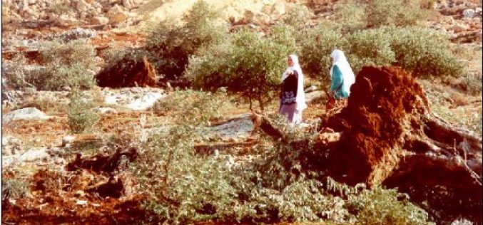 They Cut Trees, Don’t They? An Assessment of the Israeli Practices on the Palestinian Agricultural Sector