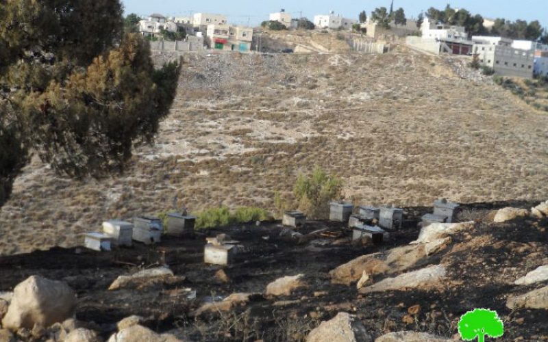 Israeli Occupation Forces set fire to agricultural lands south Hebron